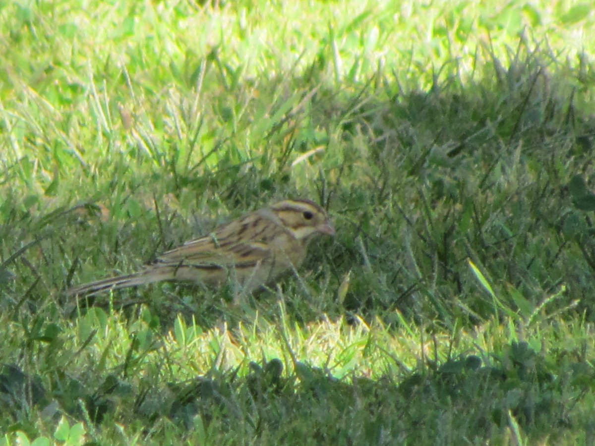 Clay-colored Sparrow - Mark Stacy