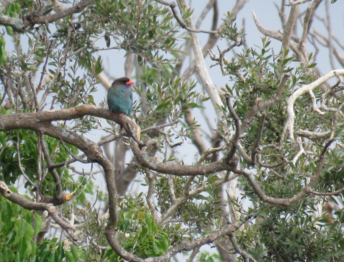 Dollarbird - ML71404111