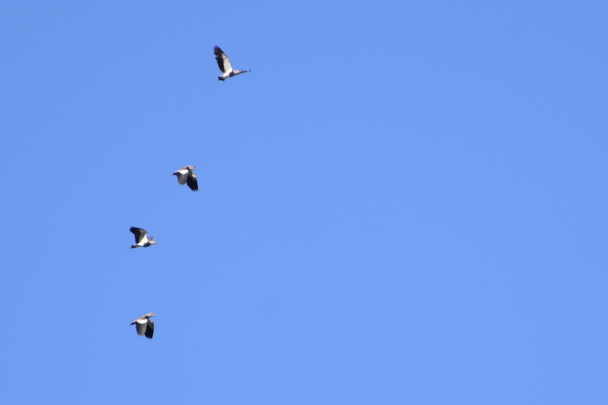 Southern Lapwing - ML71405771