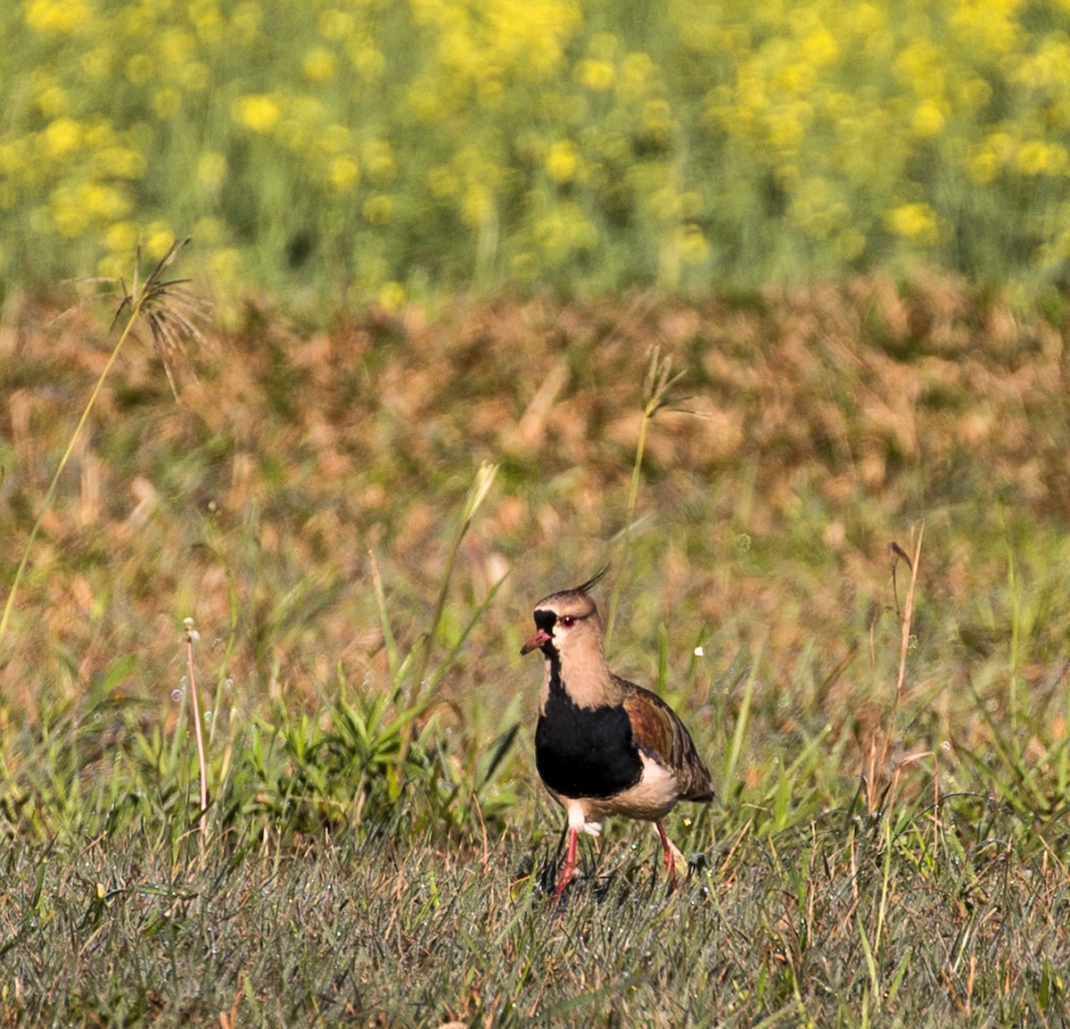 Southern Lapwing - ML71407091