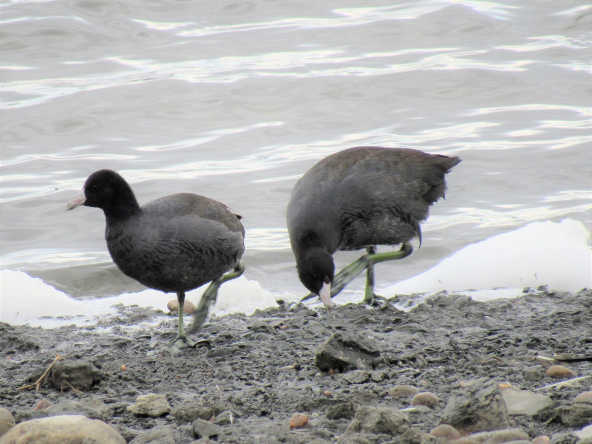 American Coot - ML71408151