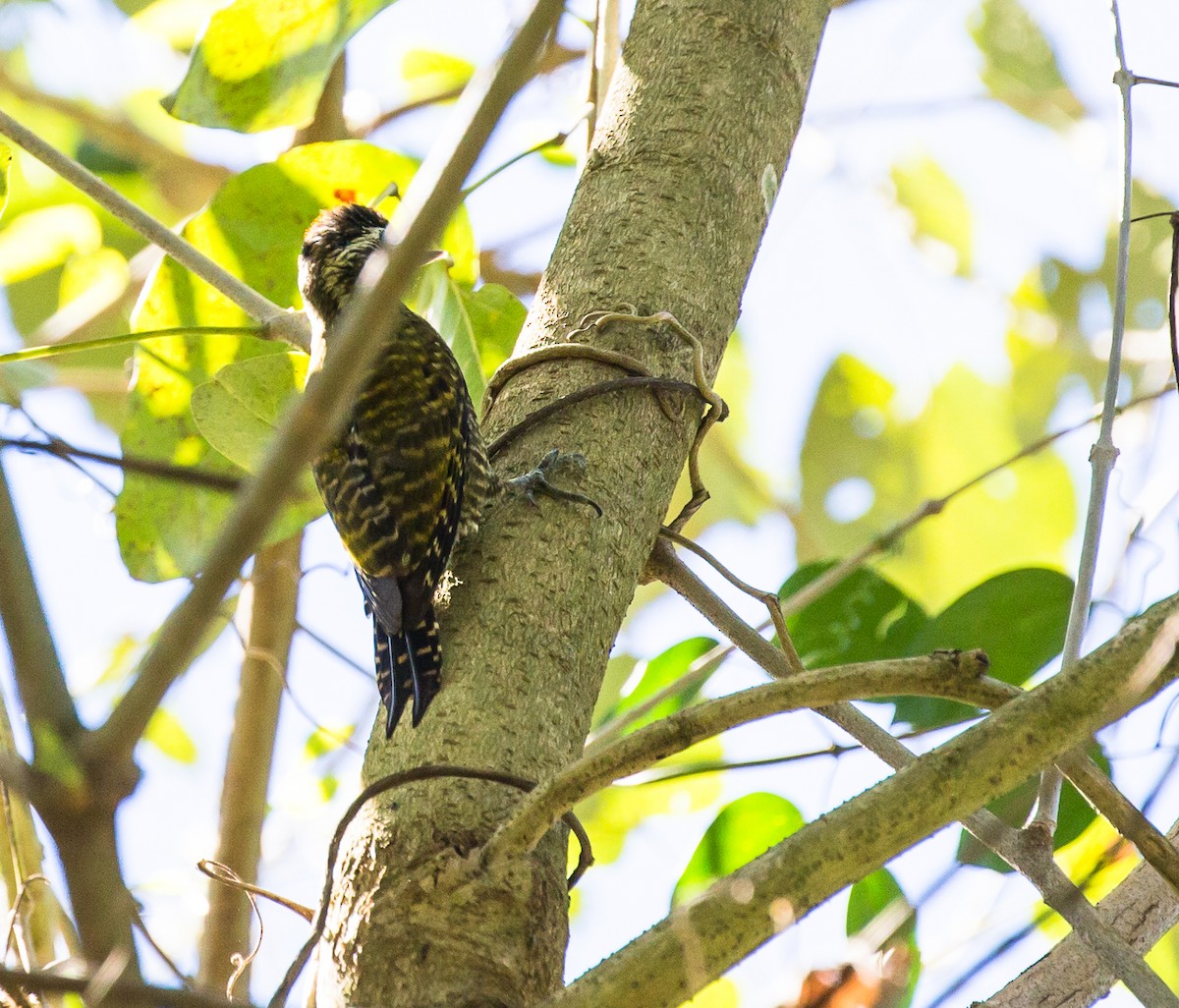 White-spotted Woodpecker - Meg Barron