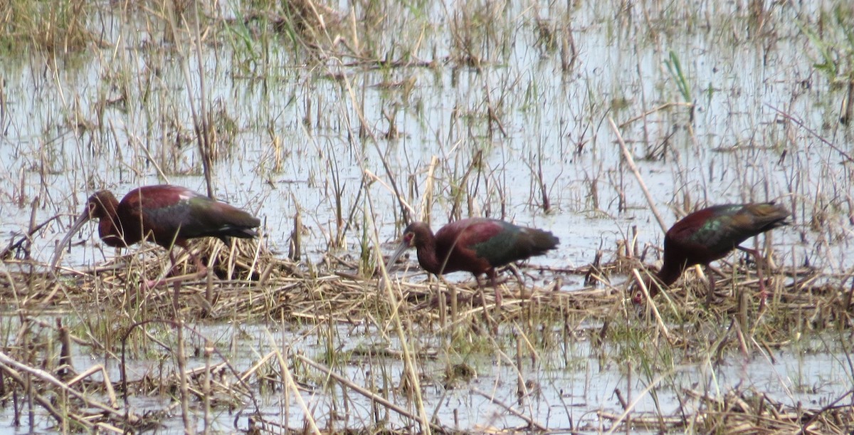 White-faced Ibis - ML71408931