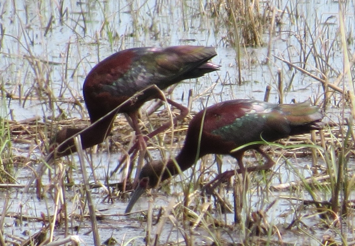 White-faced Ibis - ML71408941