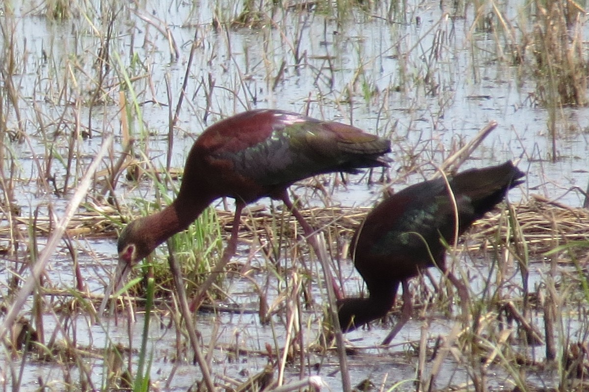 White-faced Ibis - ML71408991