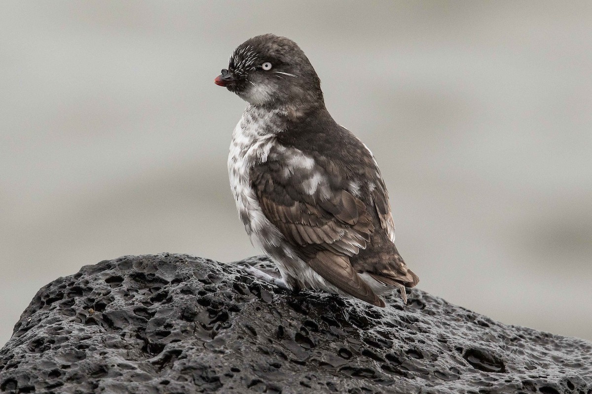 Least Auklet - Eric VanderWerf