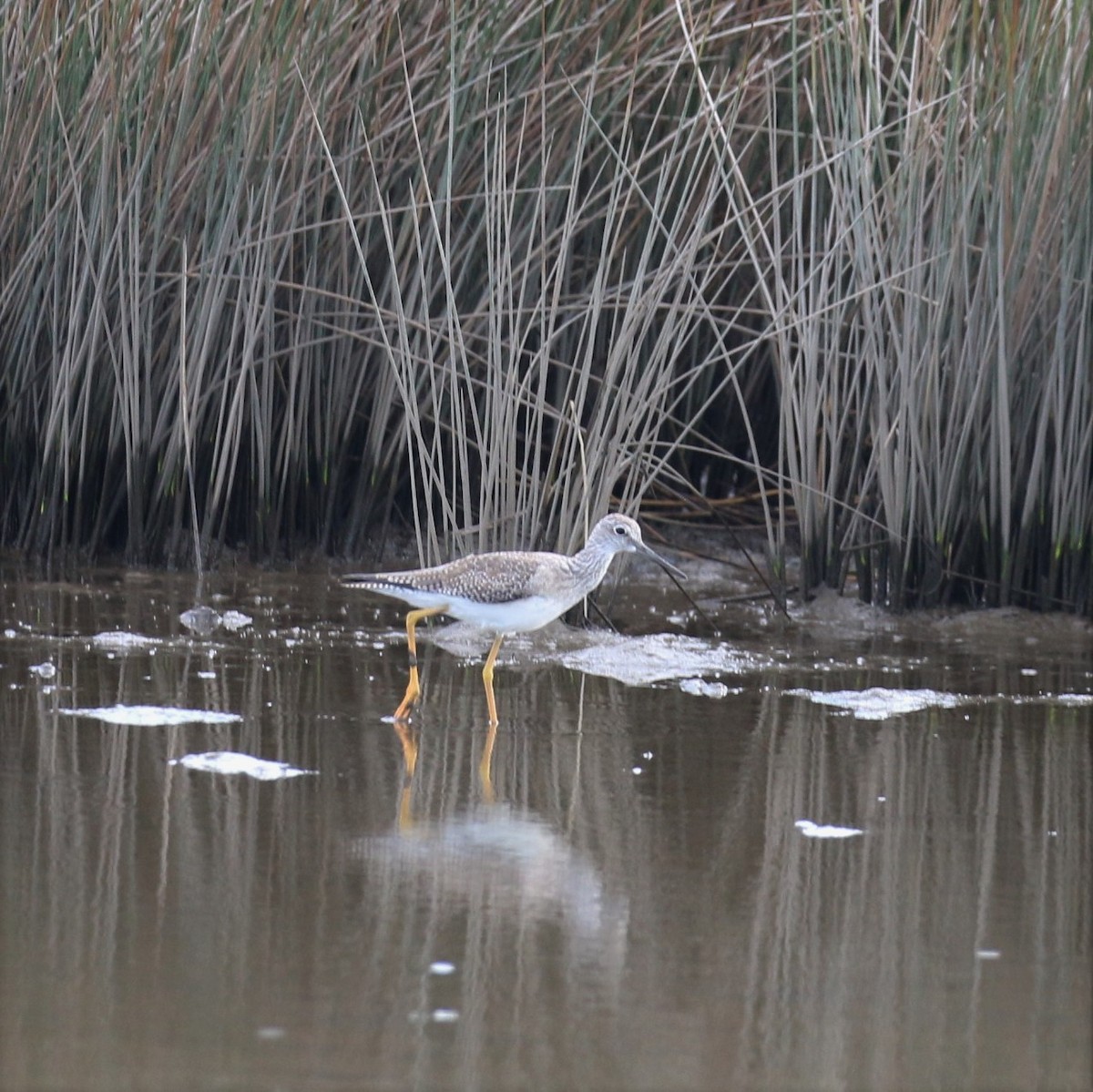 Greater Yellowlegs - Mary Harrell