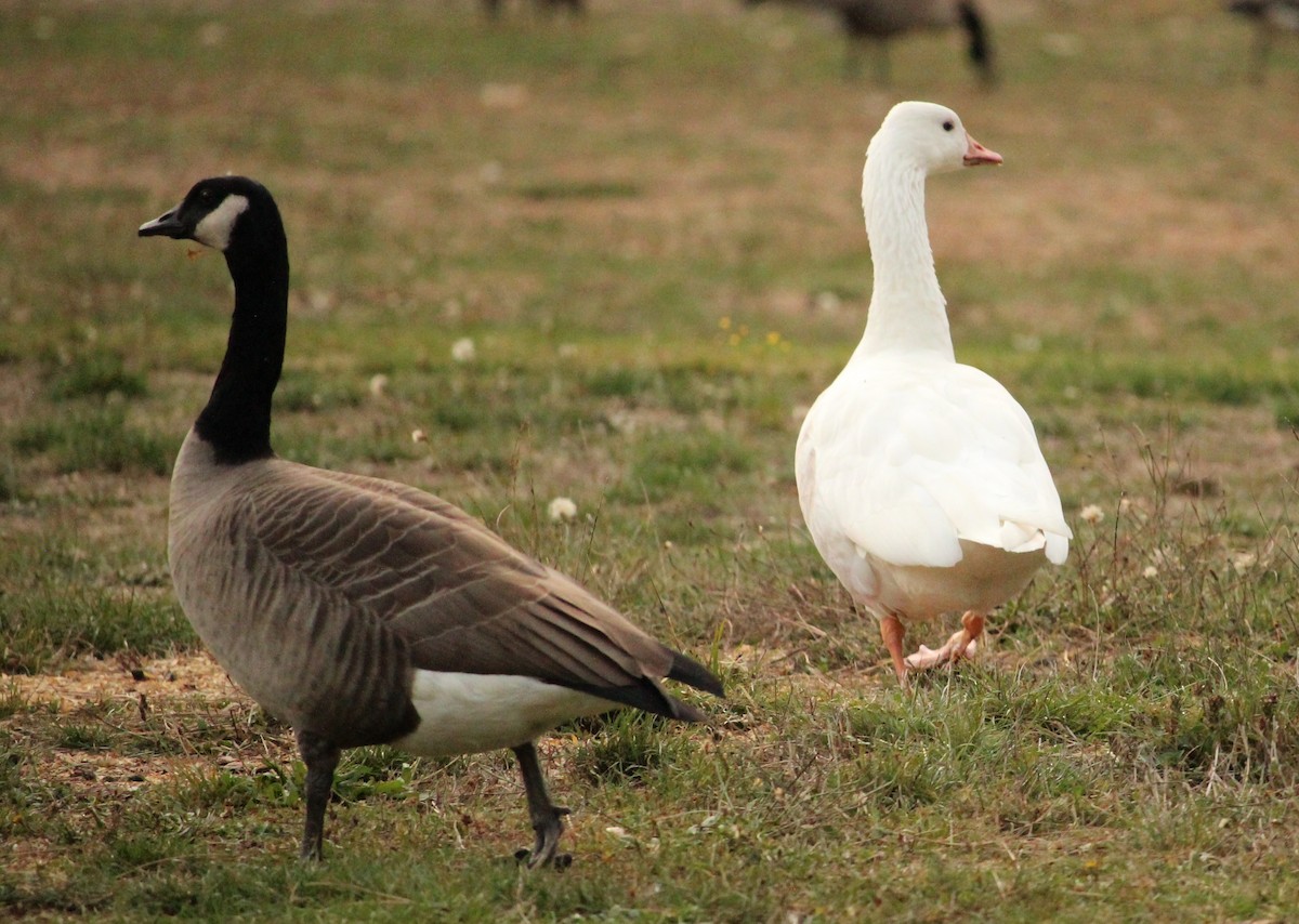 Domestic goose sp. (Domestic type) - ML71412291