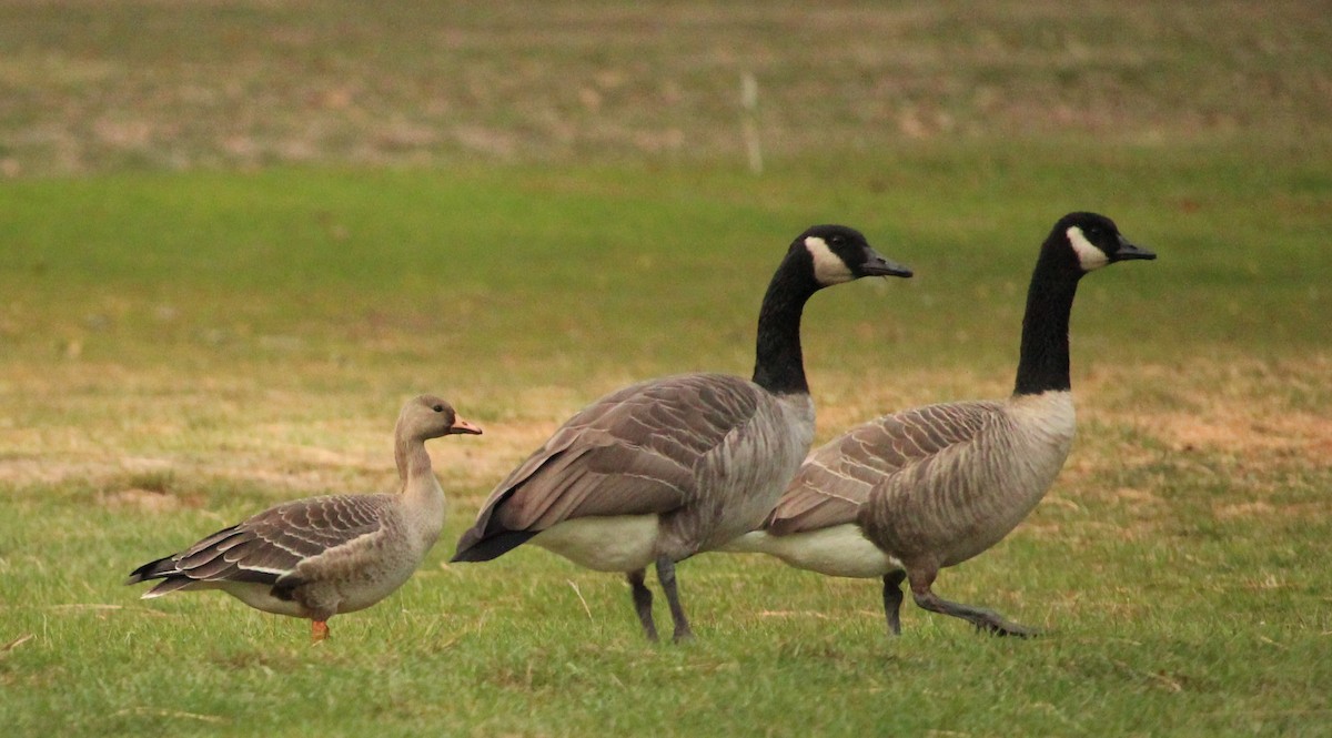 Greater White-fronted Goose - Melissa Dougherty :)