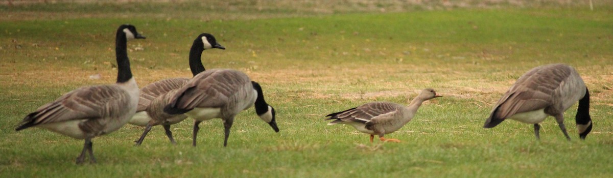 Манхин галуу - ML71412341