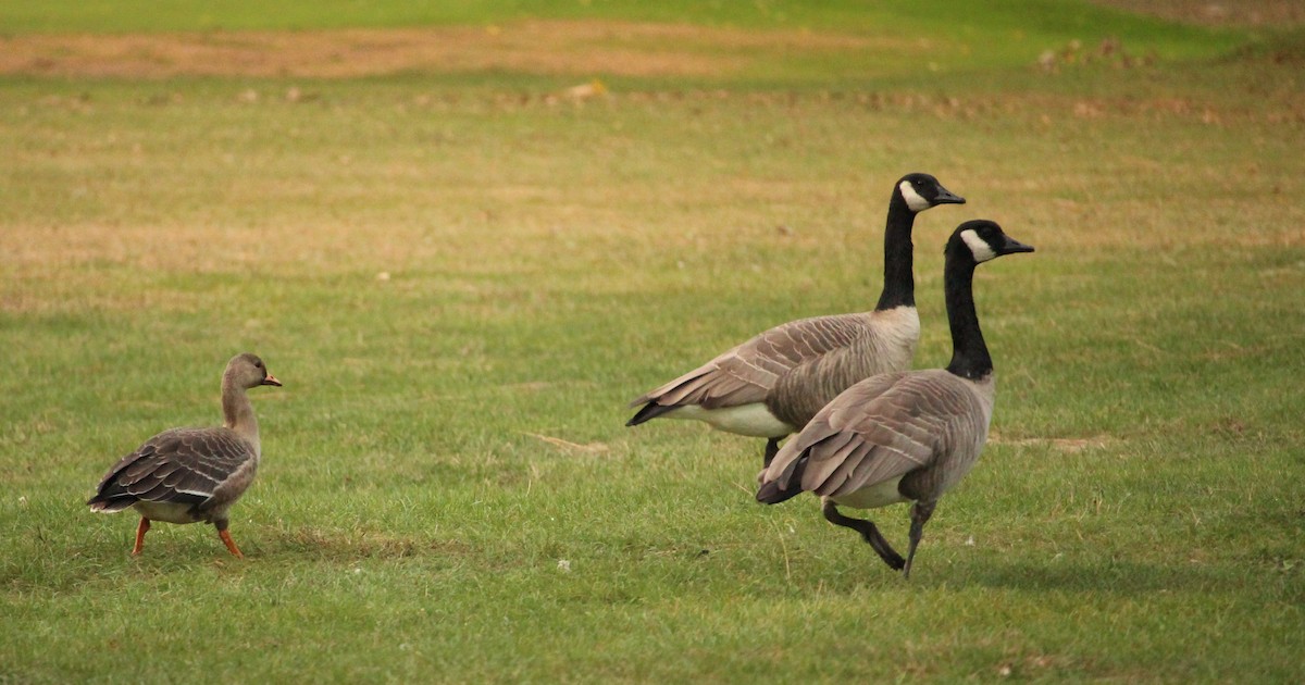 Манхин галуу - ML71412381