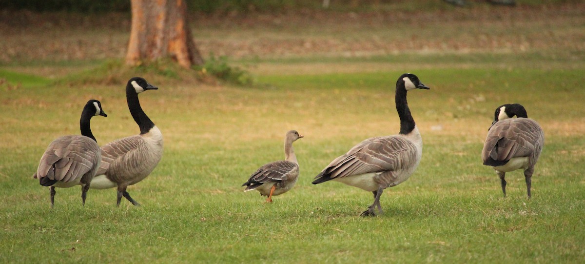 Манхин галуу - ML71412391