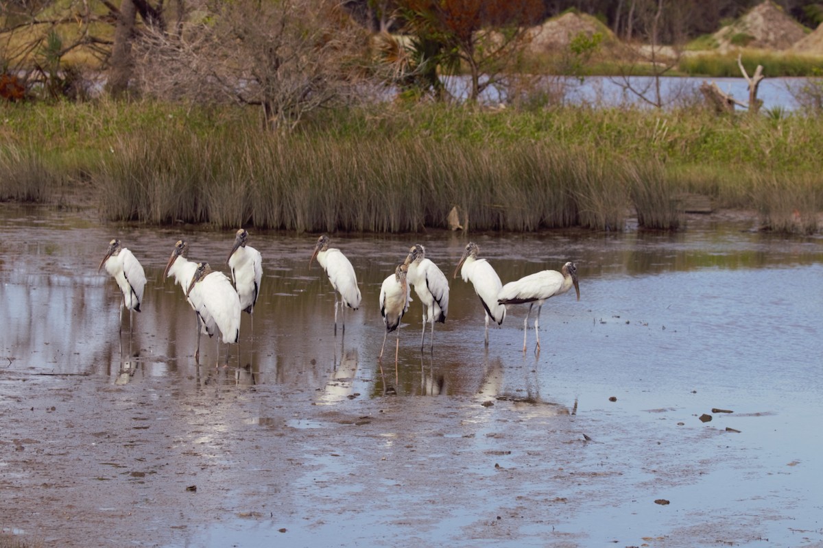 Wood Stork - Mary Harrell