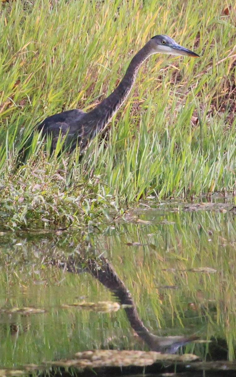Great Blue Heron (Great Blue) - ML71412601