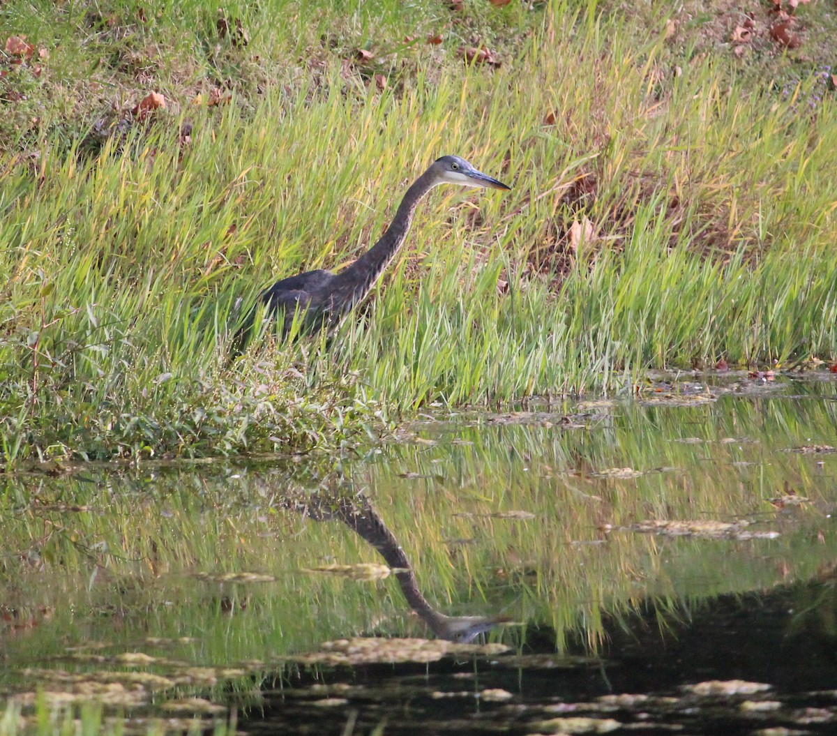 Great Blue Heron (Great Blue) - ML71412661