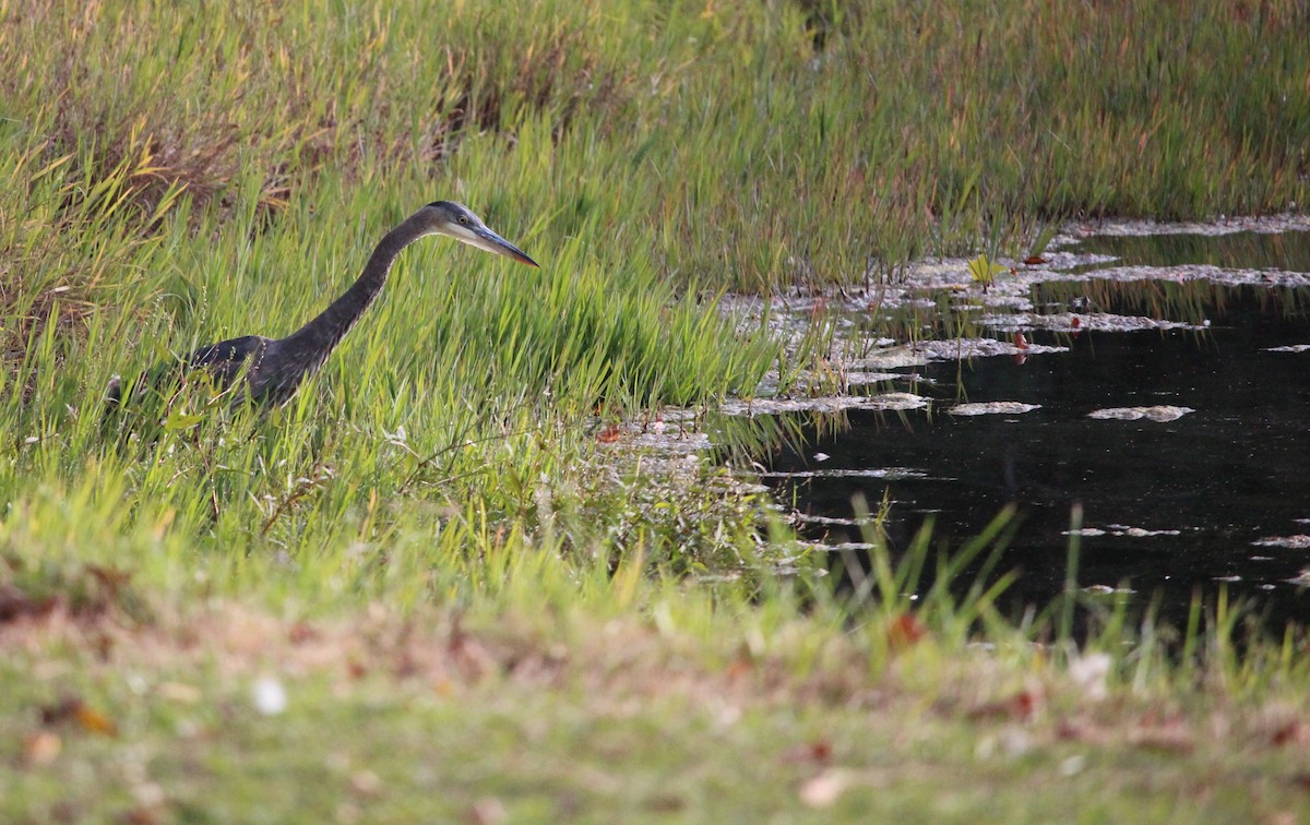 Great Blue Heron (Great Blue) - ML71412671