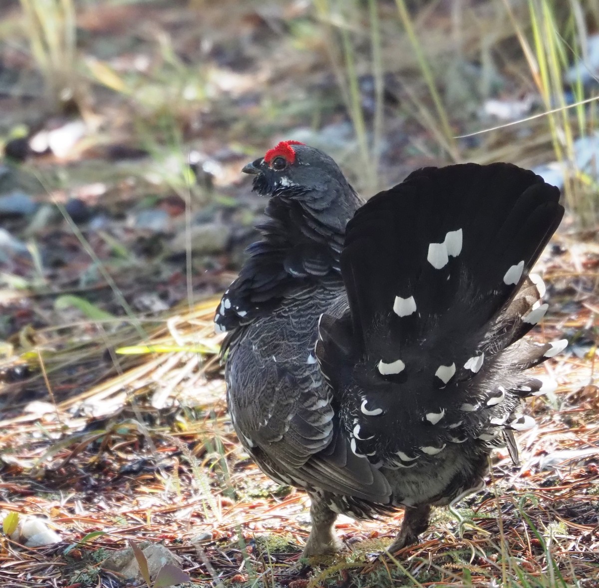 Spruce Grouse - Steve Wickliffe