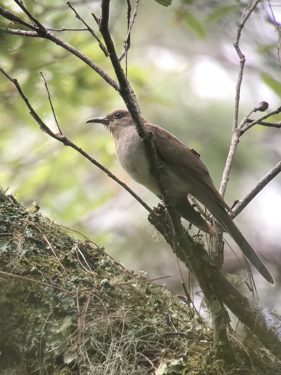 Black-billed Cuckoo - ML71412901