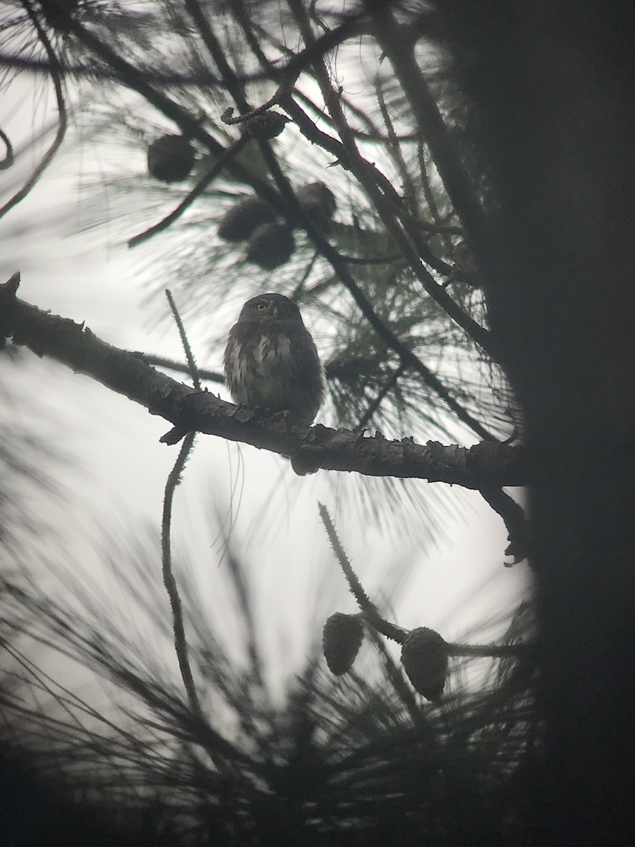 Northern Pygmy-Owl (Guatemalan) - William Orellana (Beaks and Peaks)