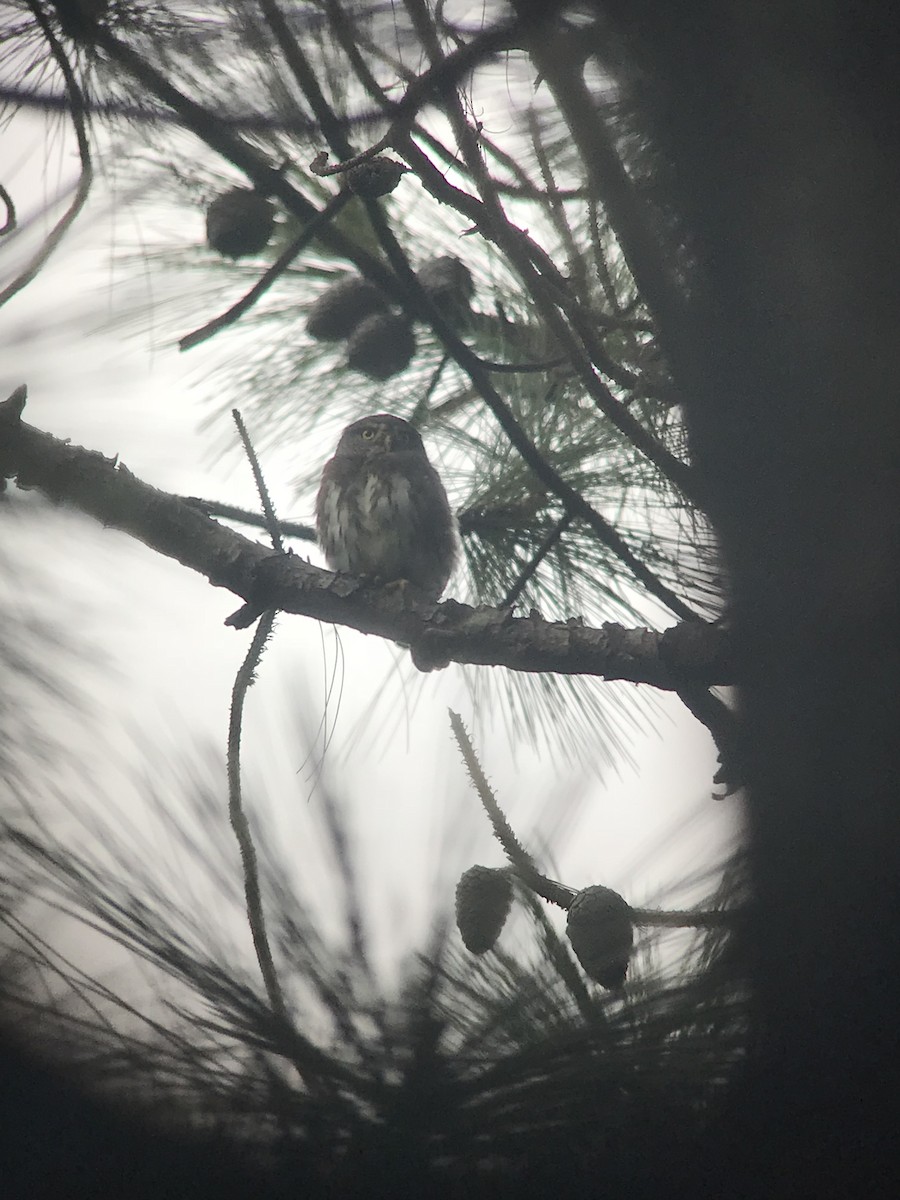 Northern Pygmy-Owl (Guatemalan) - William Orellana (Beaks and Peaks)