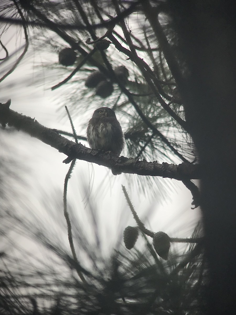 Northern Pygmy-Owl (Guatemalan) - William Orellana (Beaks and Peaks)