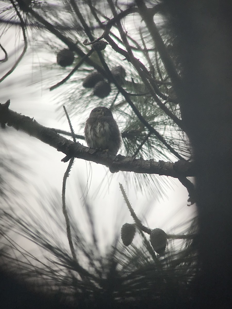 Northern Pygmy-Owl (Guatemalan) - William Orellana (Beaks and Peaks)