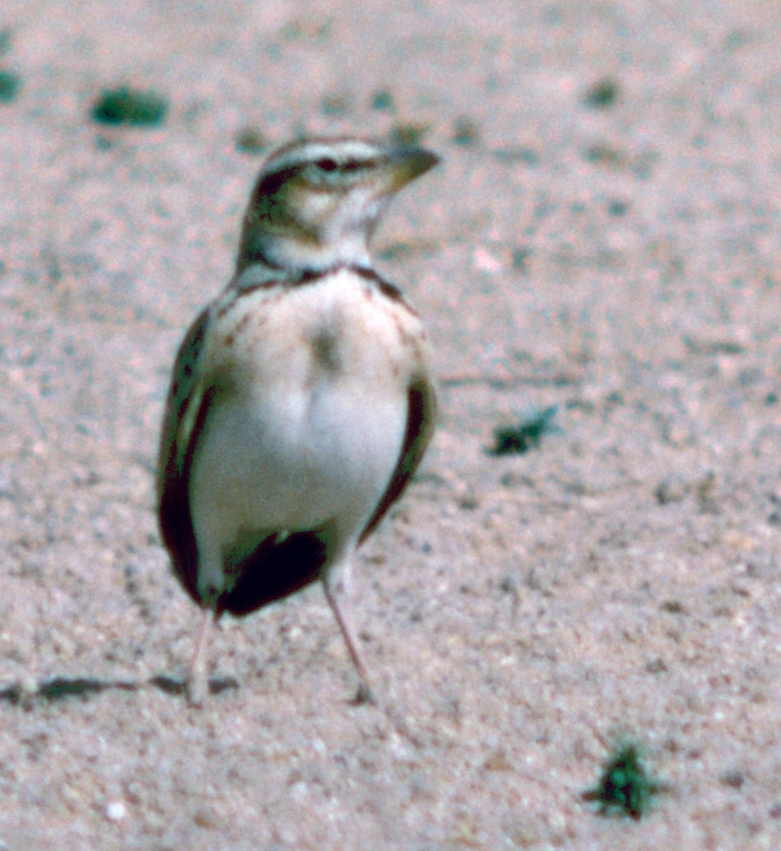 Calandria Bimaculada - ML71414131