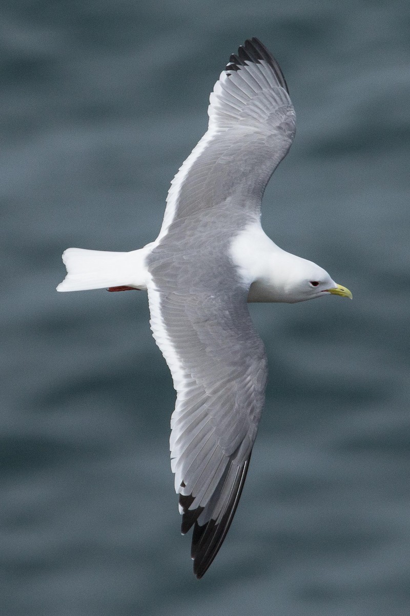 Red-legged Kittiwake - Eric VanderWerf