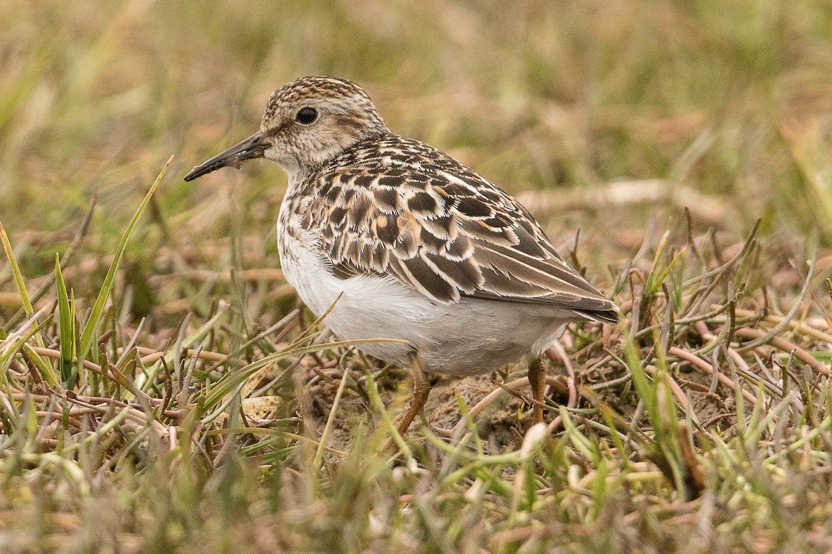 pygmésnipe - ML71415191