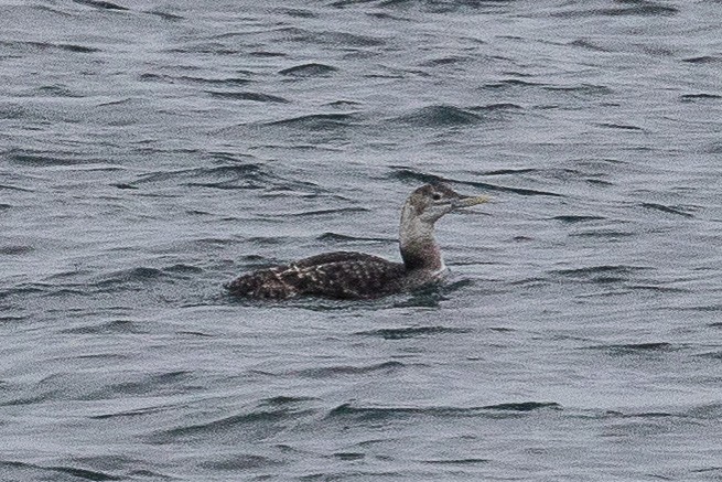 Yellow-billed Loon - ML71415371