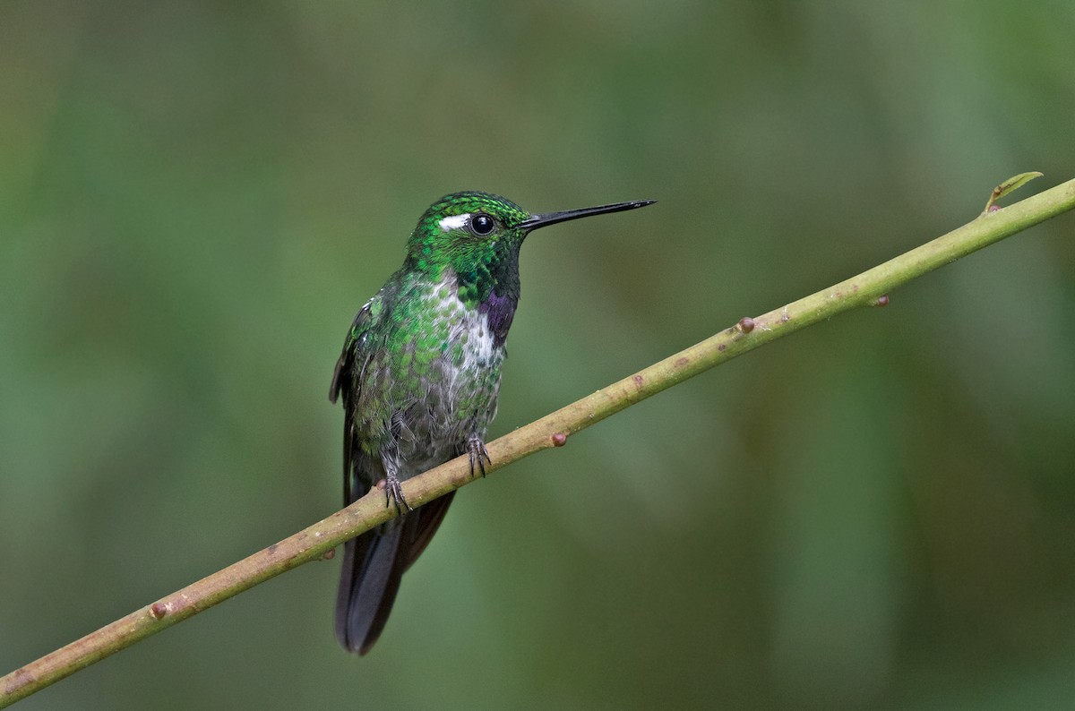Purple-bibbed Whitetip - Sam Woods/Tropical Birding Tours