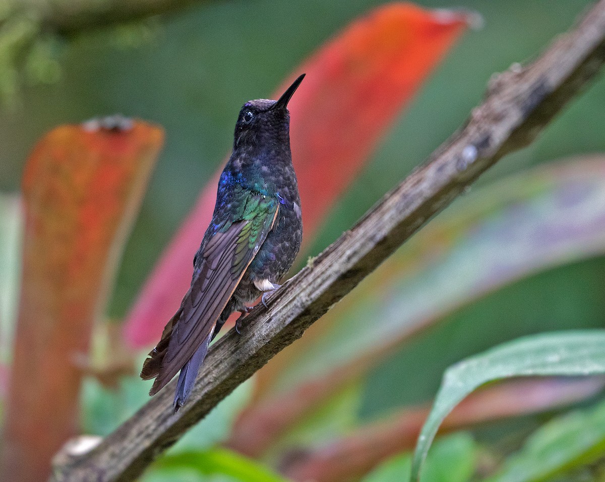 kolibřík hyacintový - ML71415941