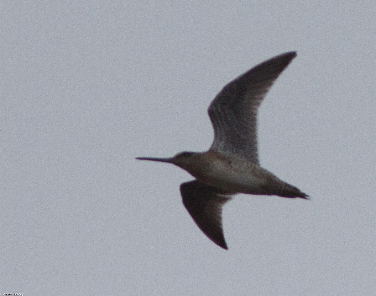 Short-billed Dowitcher - Adam Searcy