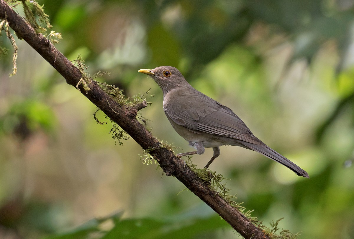 Ecuadorian Thrush - Sam Woods/Tropical Birding Tours