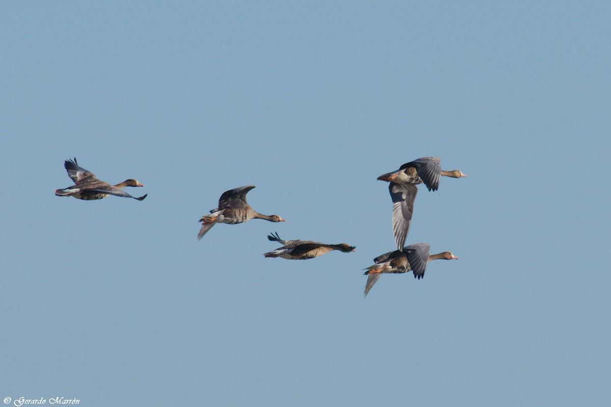 Greater White-fronted Goose - Gerardo Marrón