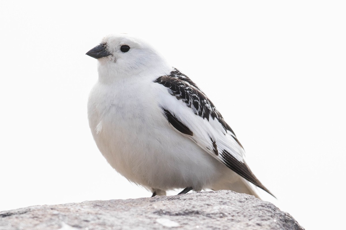 Snow Bunting - ML71418161