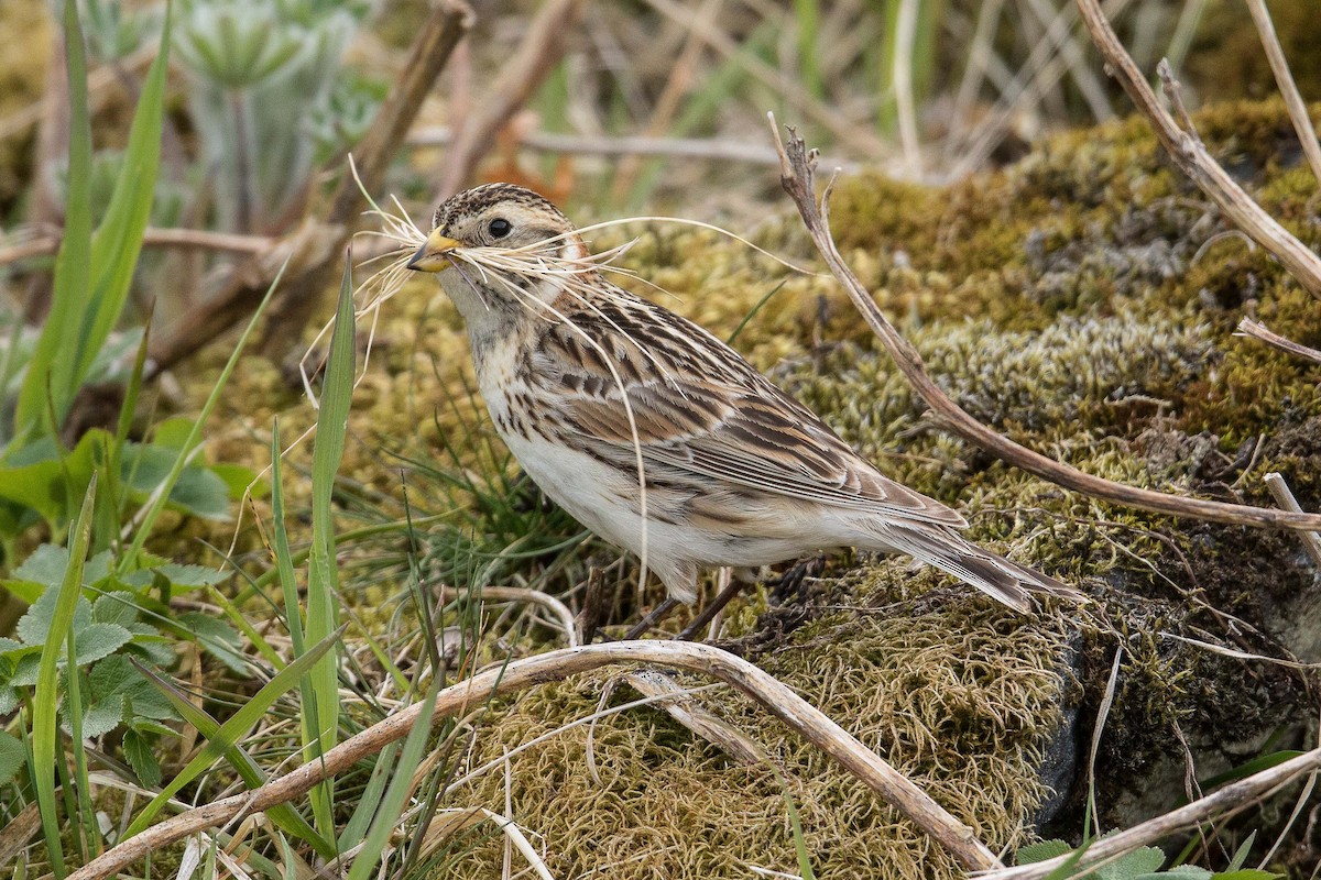 Lapland Longspur - ML71418291