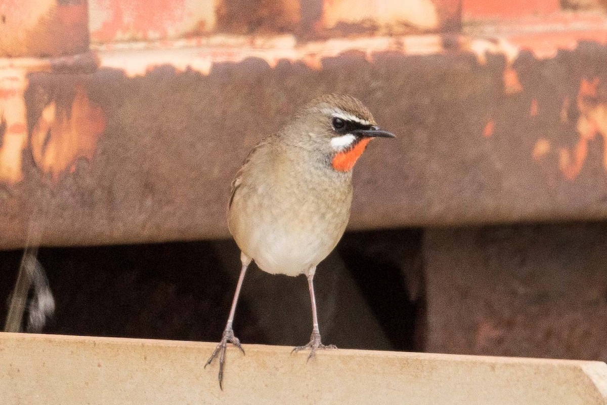 Siberian Rubythroat - Eric VanderWerf