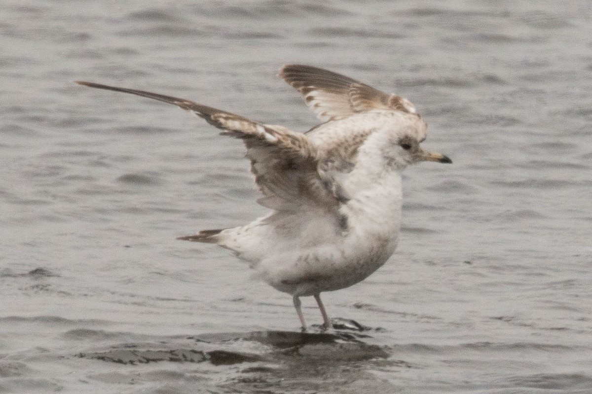 Common Gull (Kamchatka) - Eric VanderWerf