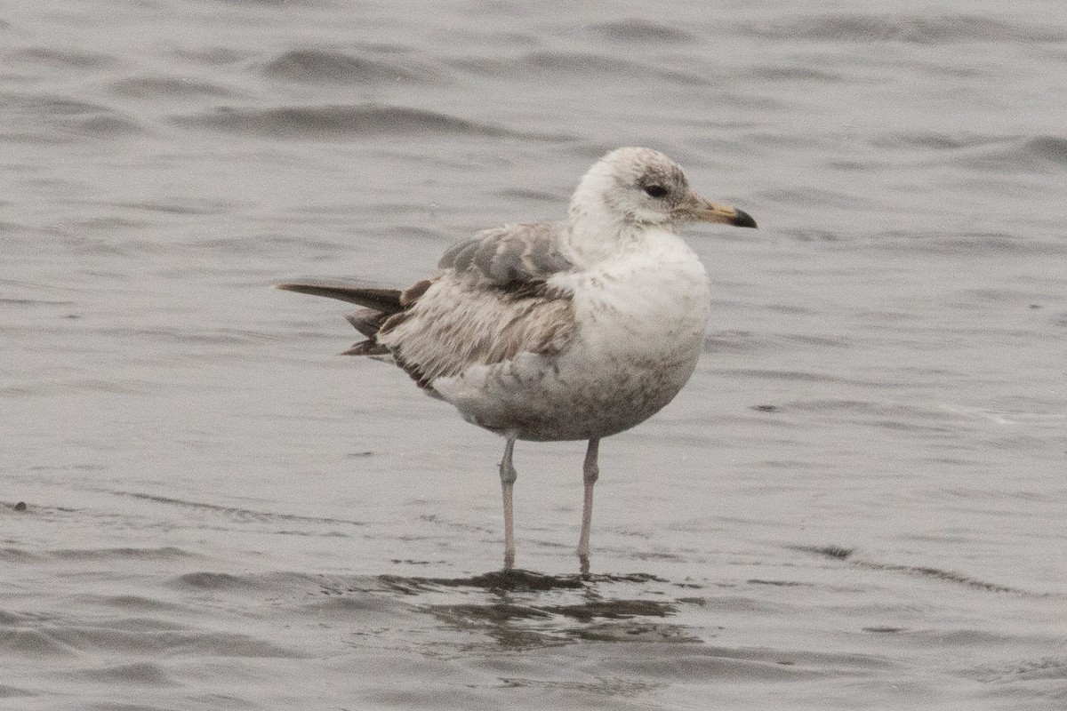 Common Gull (Kamchatka) - Eric VanderWerf