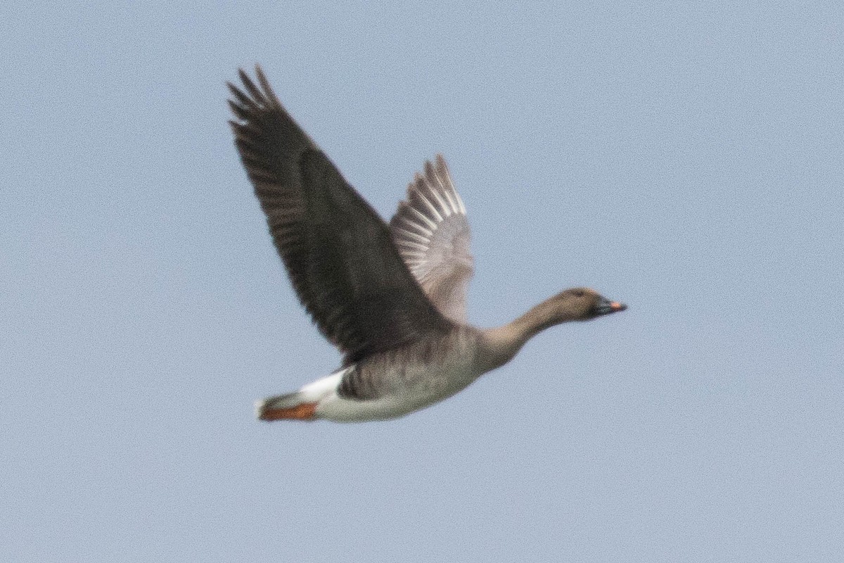 Tundra Bean-Goose - ML71418481