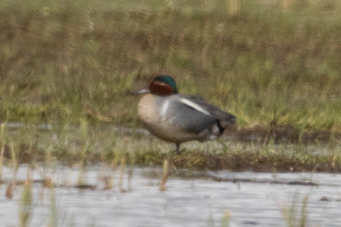 Green-winged Teal (Eurasian x American) - ML71418501