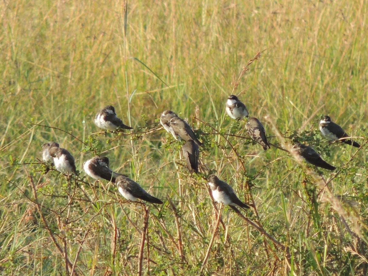 Banded Martin - ML71418651