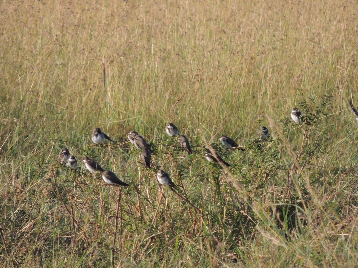 Banded Martin - ML71418681