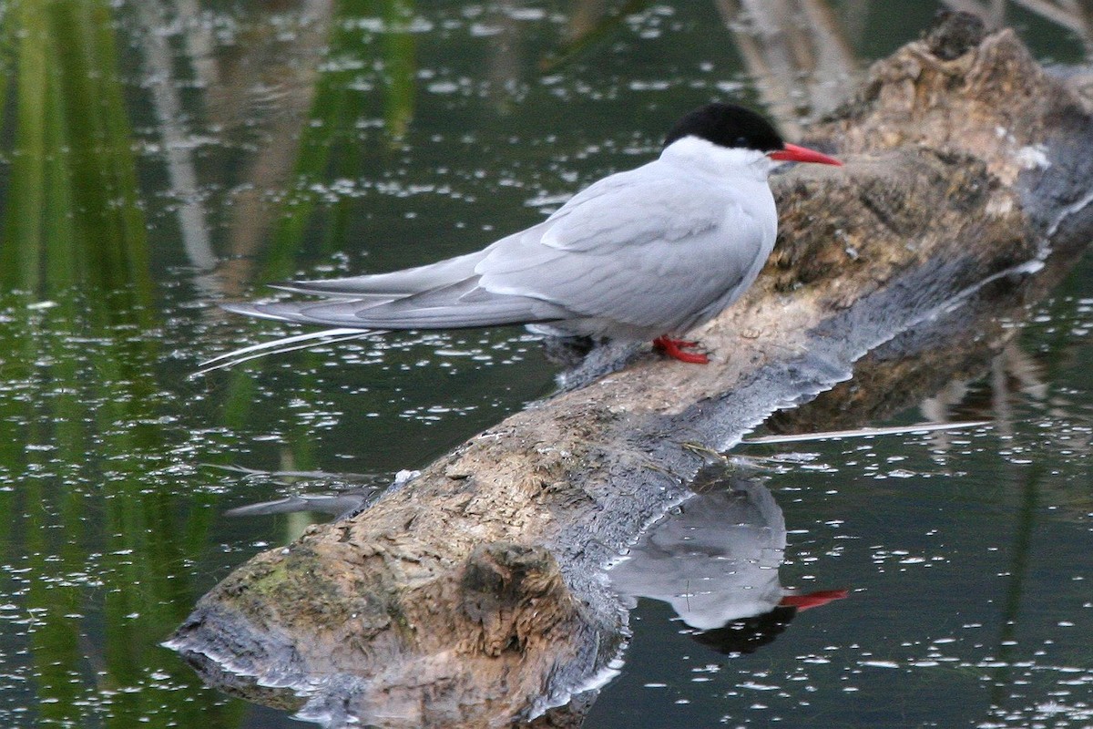 Arctic Tern - ML71419551