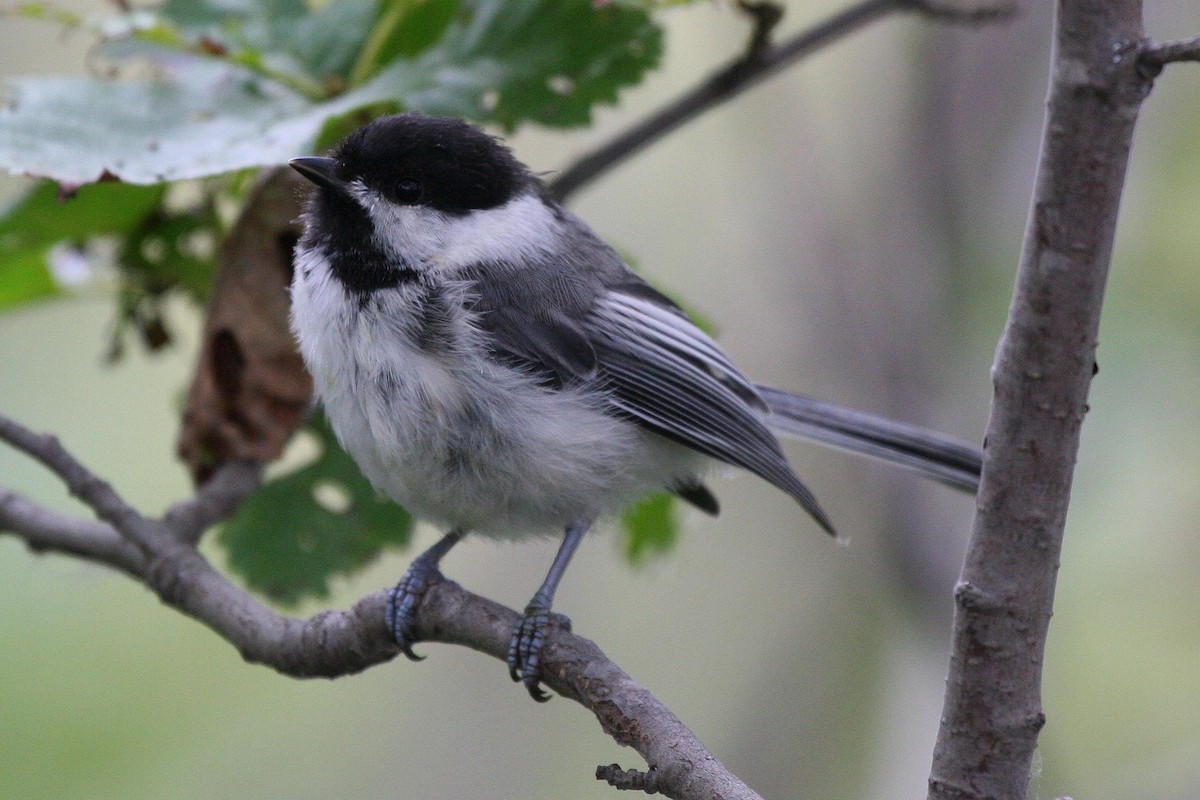 Black-capped Chickadee - ML71419581