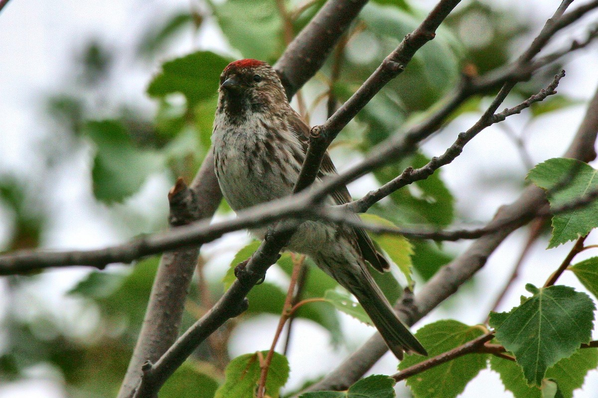 Common Redpoll - ML71419621