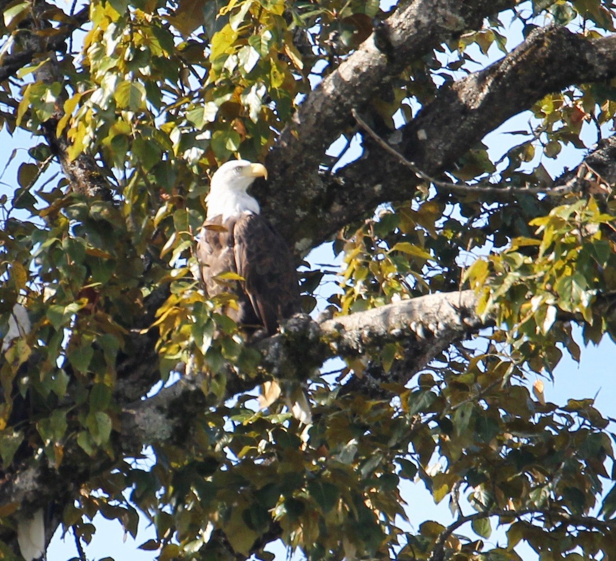 Bald Eagle - Kathleen McEachern