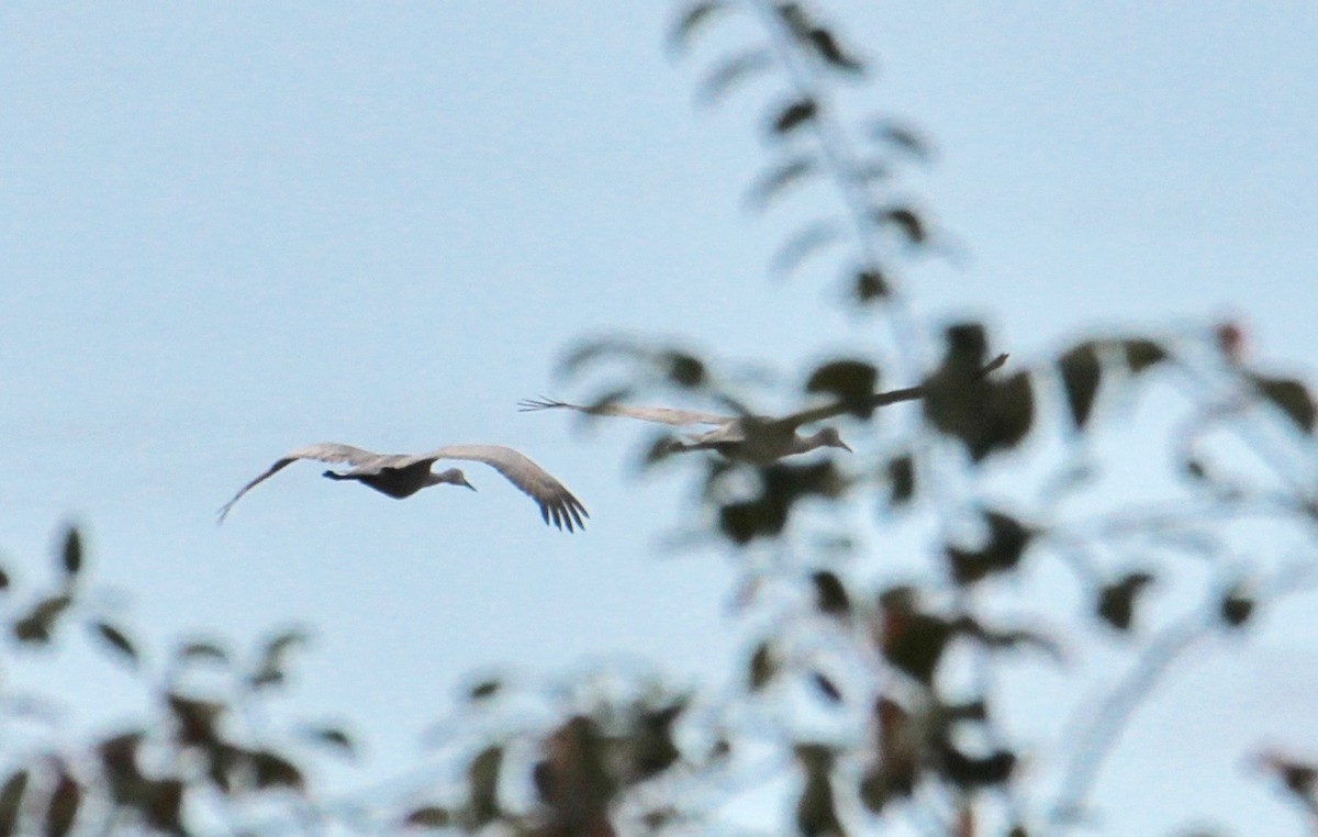 Sandhill Crane - ML71419671