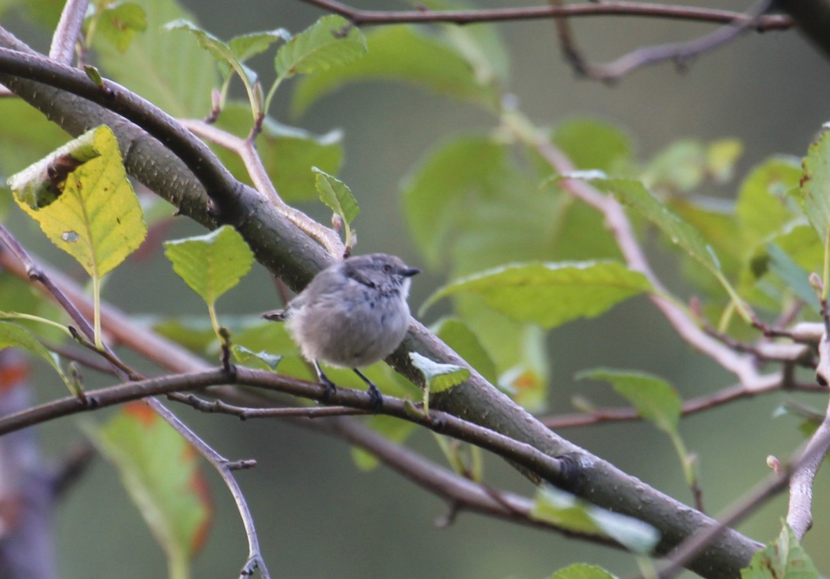 Bushtit - ML71419701